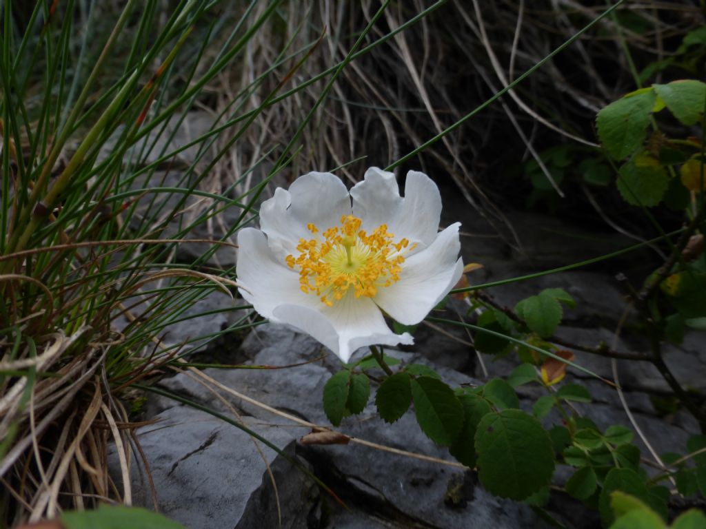 Rosa arvensis Huds. / Rosa cavallina